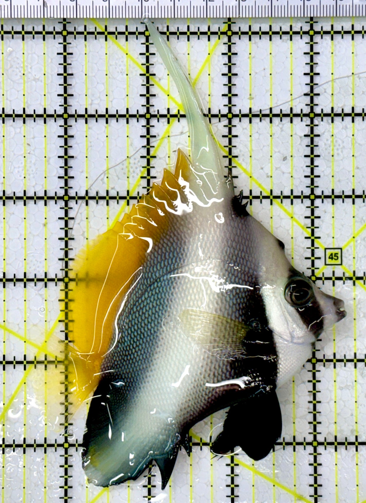 Masked Heniochus Butterflyfish Red Sea MHB112601 WYSIWYG Size: ML 4"