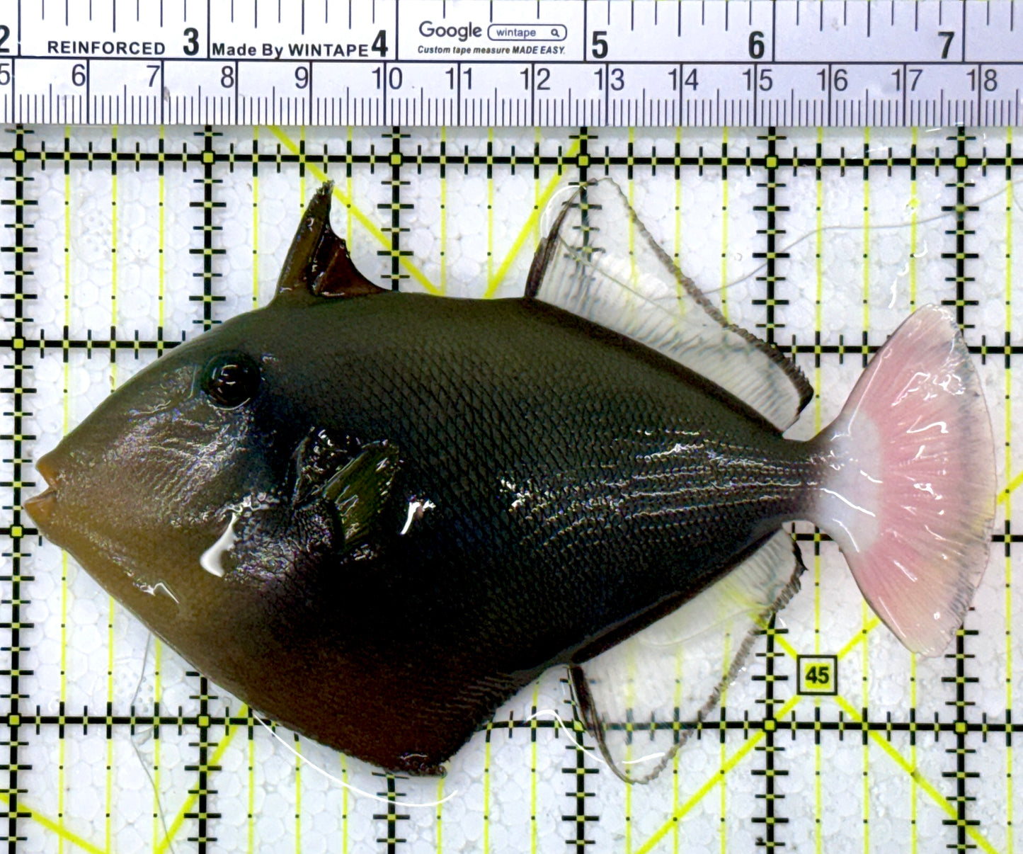 Pink Tail Triggerfish PTT112601 WYSIWYG Size: L 5"