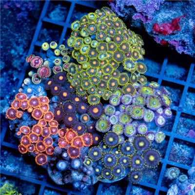 Cultured Zoa Ultra Indo Mother Colony CZUIMC082605 WYSIWYG