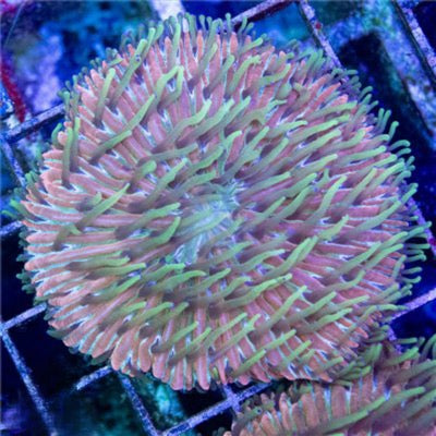 Aussie Diaseris Mother Colony (Fragable as they are hardy) ADMC082606 WYSIWYG