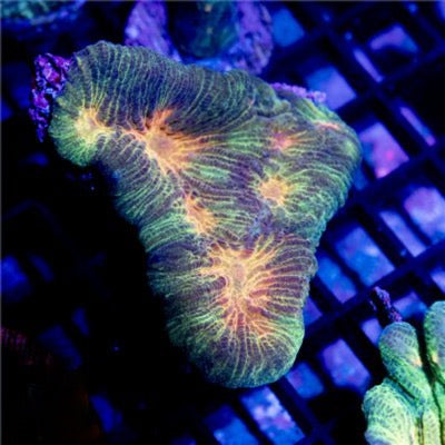 Indo Hot Pectinia Mother Colony IHPMC082601 WYSIWYG