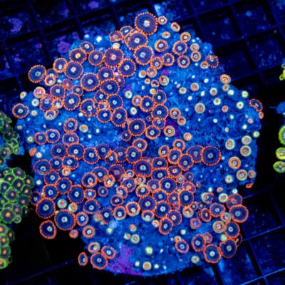 Zoa Ultra Indo Mother Colony ZUIMC082611 WYSIWYG