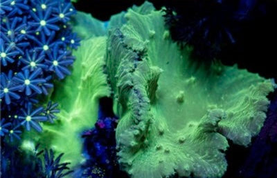 Aussie Cabbage Coral Mother Colony ACCMC082601 WYSIWYG