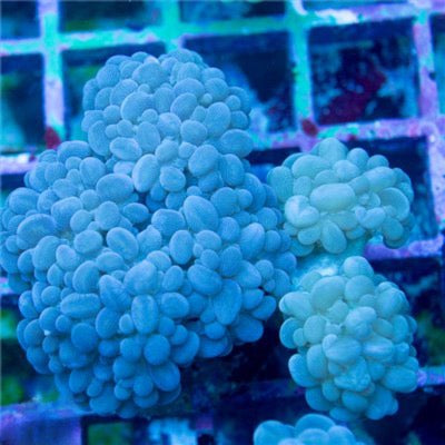 Indo Neon Pearl Bubble Coral Mother Colony INPBCMC093001 WYSIWYG