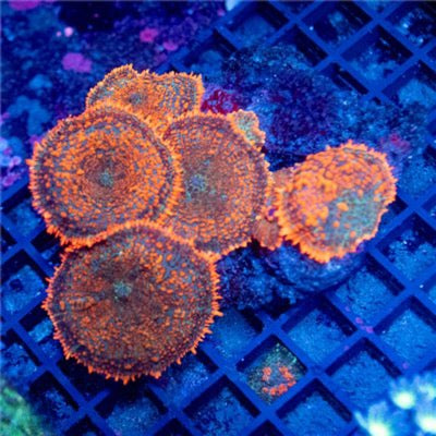 Aussie Ultra Bullseye Mushroom Mother Colony AUBMMC093001 WYSIWYG