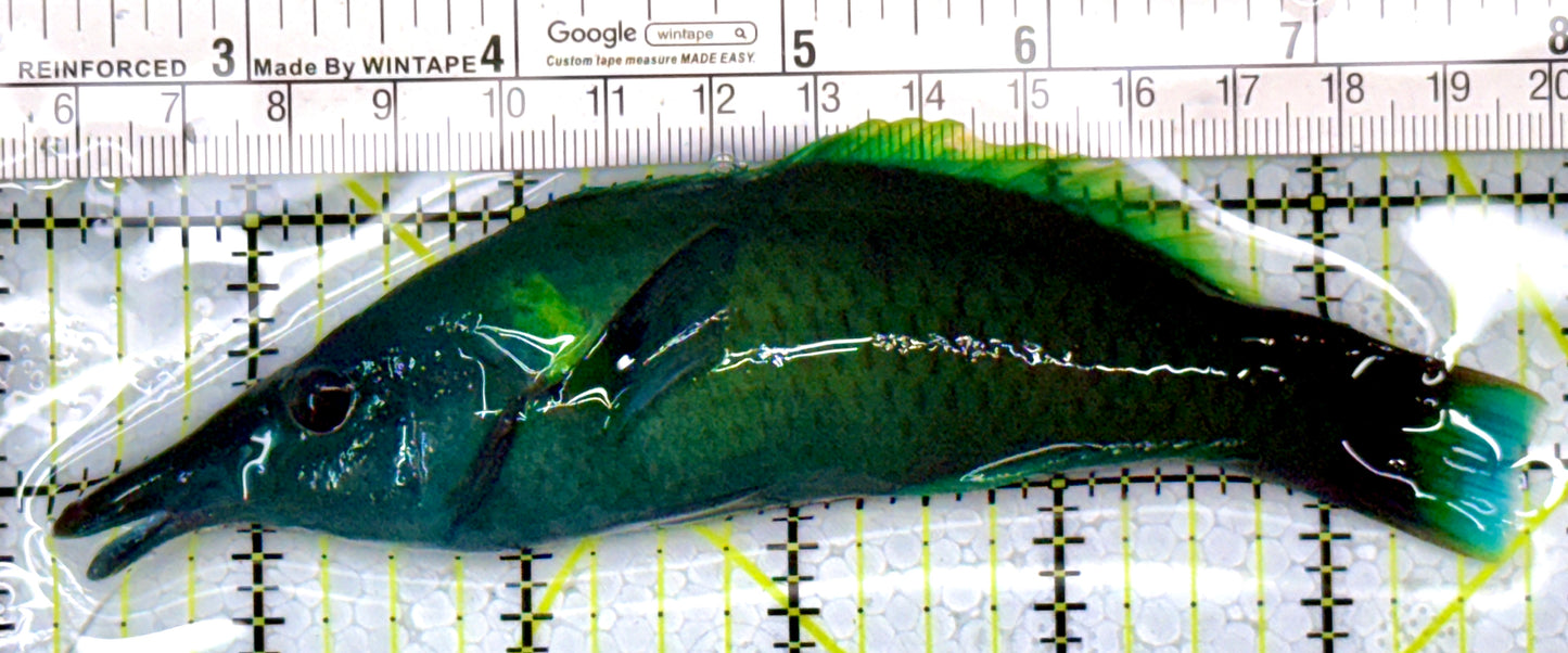 Green Bird Wrasse GBW112601 WYSIWYG Size: L 5.75"
