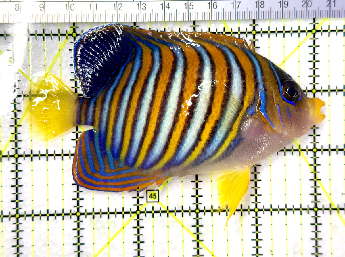Regal Angelfish RA102501 WYSIWYG Size: L 5" approx