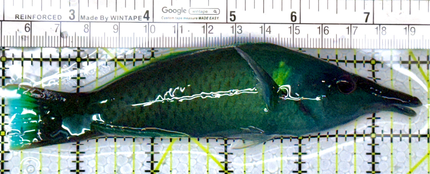 Green Bird Wrasse GBW112601 WYSIWYG Size: L 5.75"