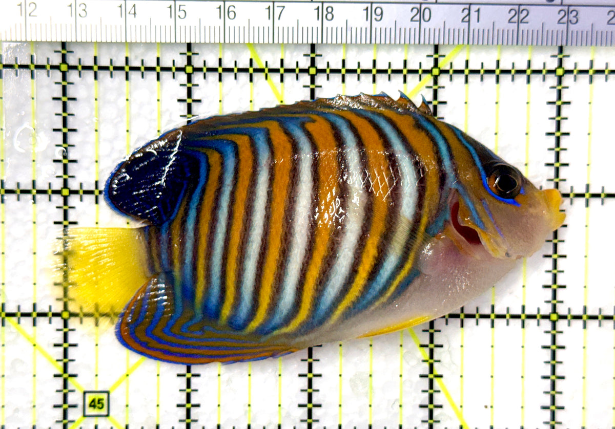 Regal Angelfish RA102502 WYSIWYG Size: L 4" approx