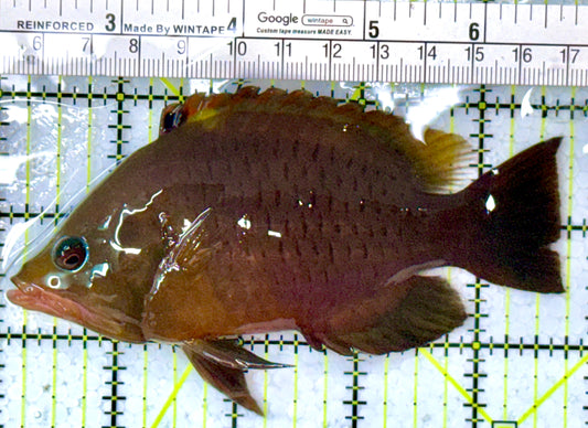 Insidiator Wrasse IW112601 WYSIWYG Size: SHOW 4.75"