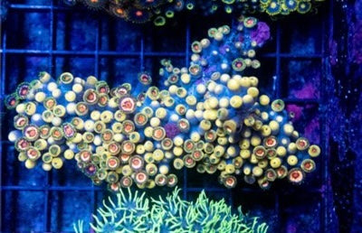 Indo Ultra Zoa Mother Colony IUZMC093002 WYSIWYG