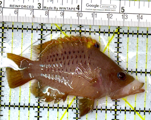 Insidiator Wrasse IW112602 WYSIWYG Size: SHOW 3.5"