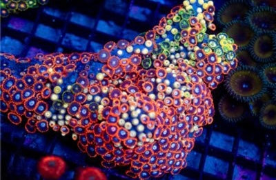 Indo Ultra Zoa Mother Colony IUZMC093003 WYSIWYG