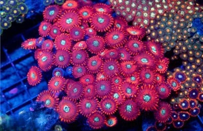 Indo Ultra Pink Zoa Mother Colony IUPZMC093003 WYSIWYG