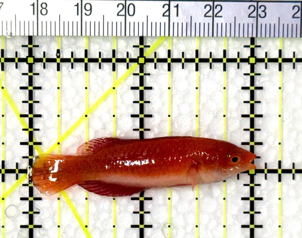 Redfin Fairy Wrasse RFW102502 WYSIWYG Size: XL 2" approx