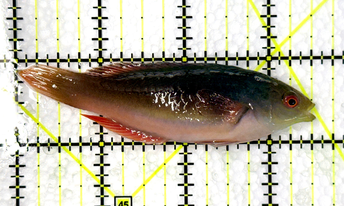 Scott's Fairy Wrasse  SFW102502 WYSIWYG Size: ML 3.5" approx