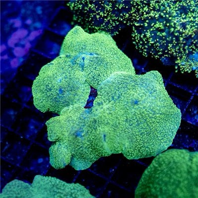 Aussie Neon Elephant Ear Mushrooms Mother Colony ANEEMMC072201 WYSIWYG