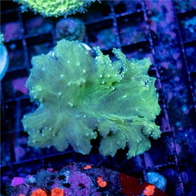 Aussie Cabbage Mother Colony ACMC072201 WYSIWYG