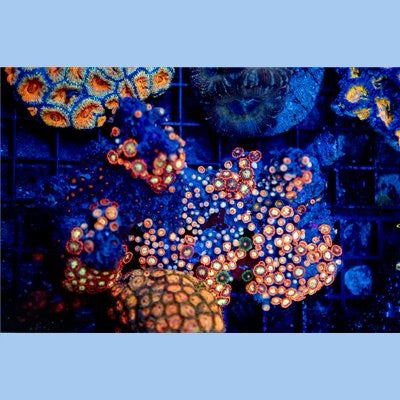 Indo Ultra Zoa Mother Colony IUZMC072201 WYSIWYG