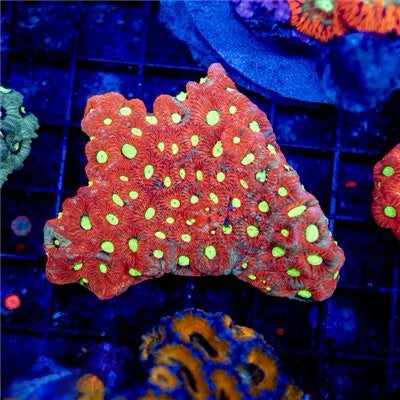 Unique Bright War Favites Will Yellow Eye Mother Colony UBWFWYEMC072201 WYSIWYG