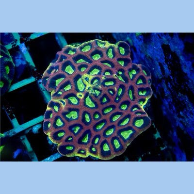 Indo Dragon Soul Favia Mother Colony XL IDSFMC072201 WYSIWYG