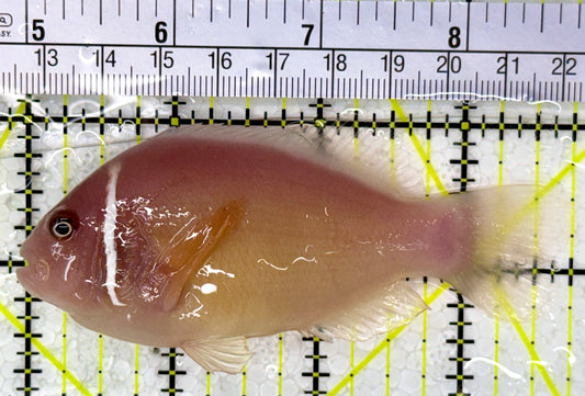 Pink Skunk Clownfish PSC112601 WYSIWYG Size: L 3.75"