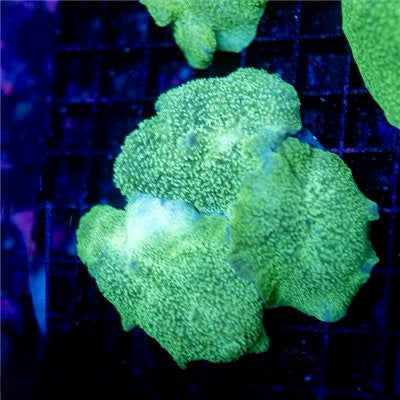 Aussie Neon Elephant Ear Mushrooms Mother Colony ANEEMMC072202 WYSIWYG