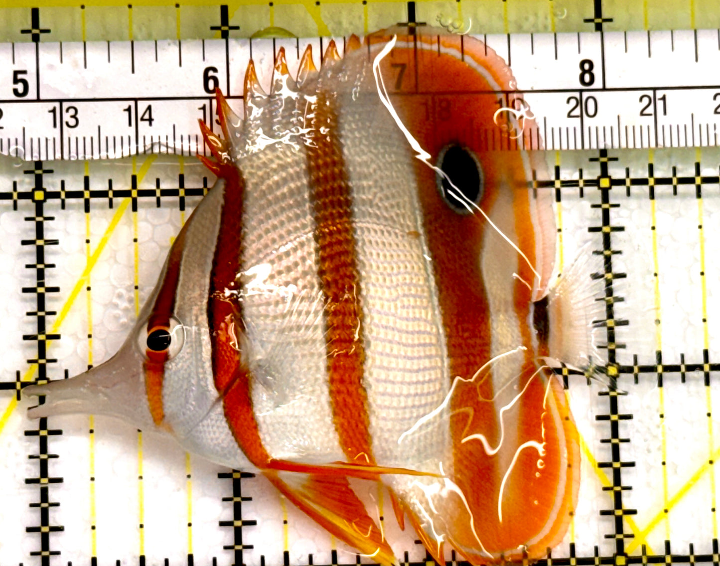 Copperband Butterflyfish CPB041601 WYSIWYG Size: ML 3.25" Approx