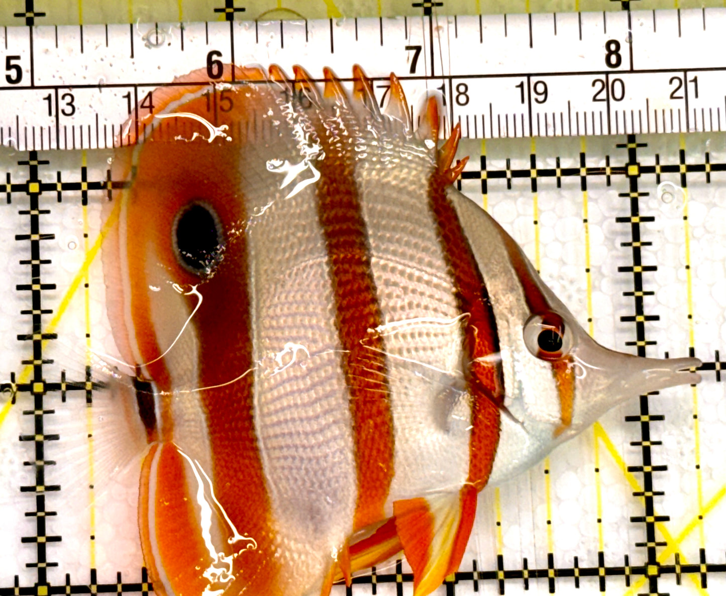 Copperband Butterflyfish CPB041601 WYSIWYG Size: ML 3.25" Approx