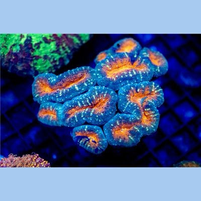 Aussie Ultra Molten Lava Lobophyllia Mother Colony AUMLLMC072201 WYSIWYG