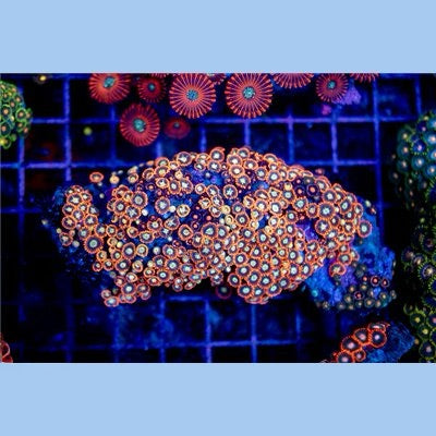 Indo Ultra Zoa Mother Colony IUZMC072202 WYSIWYG