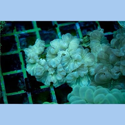 Indo Fox Coral Mother Colony IFCMC072201 WYSIWYG