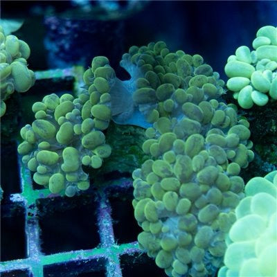 Indo Neon Bubble Coral Mother Colony INBCCMC072201 WYSIWYG