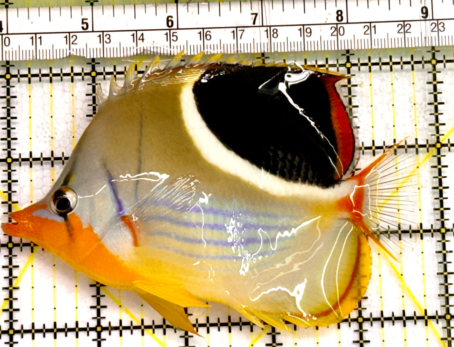 Saddleback Butterflyfish SDB041601 WYSIWYG Size: L 5" Approx