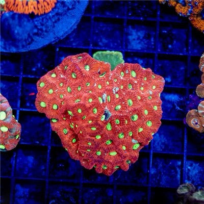 Unique Bright War Favites Will Yellow Eye Mother Colony UBWFWYEMC072202 WYSIWYG