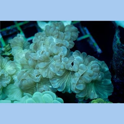 Indo Fox Coral Mother Colony IFCMC072202 WYSIWYG