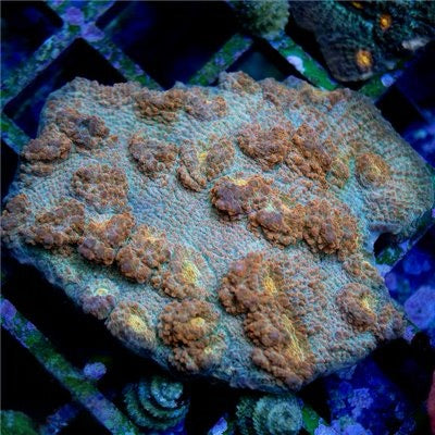 Unique Indo Peach Chalice Mother Colony UIPCMC072201 WYSIWYG
