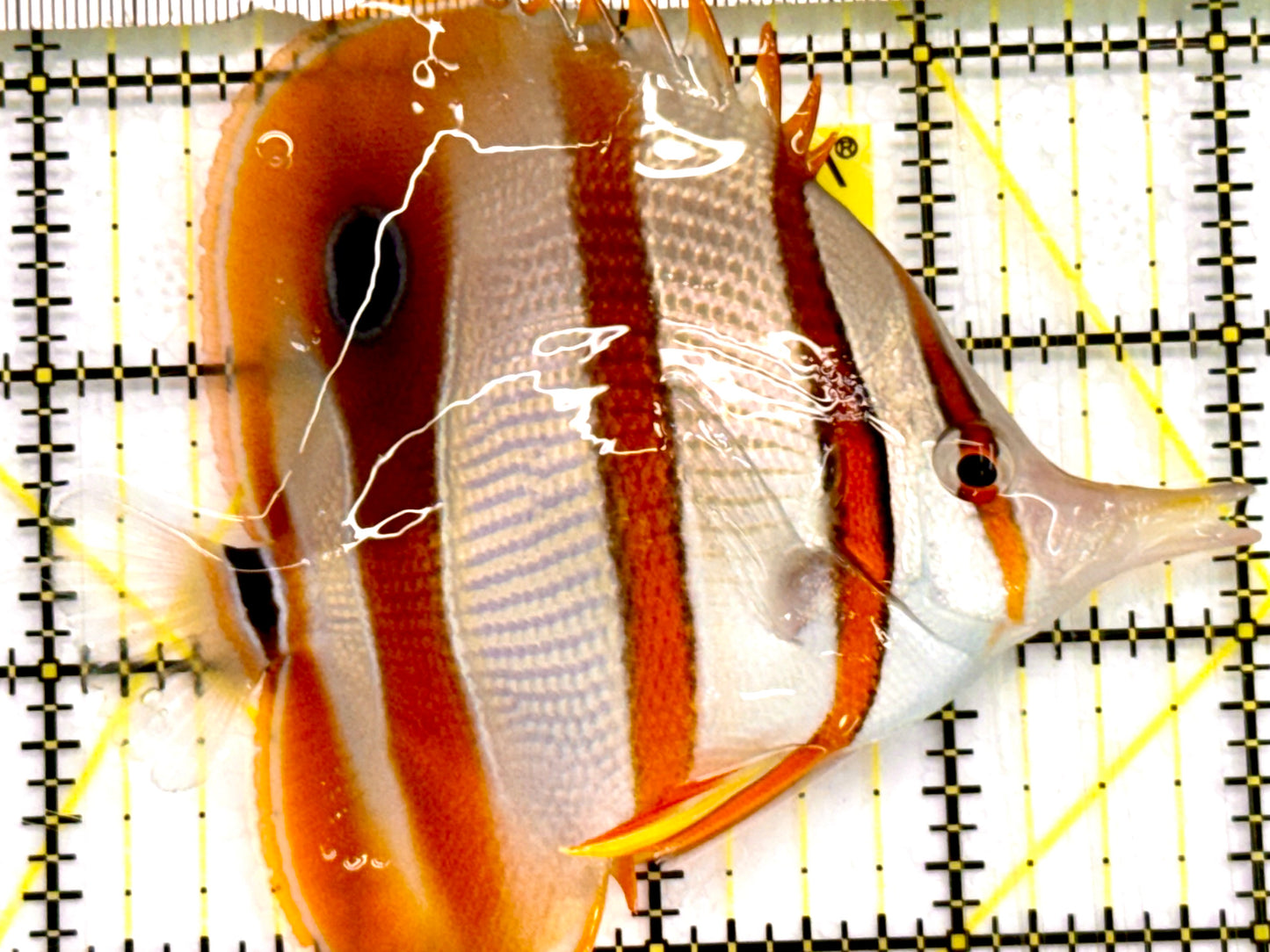 Copperband Butterflyfish CPB041602 WYSIWYG Size: ML 4" Approx