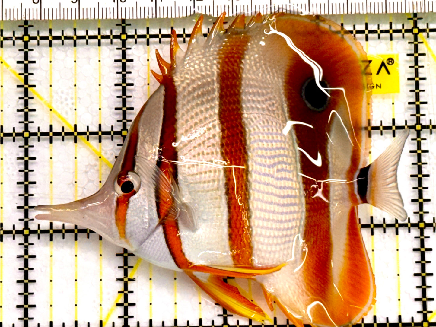 Copperband Butterflyfish CPB041602 WYSIWYG Size: ML 4" Approx