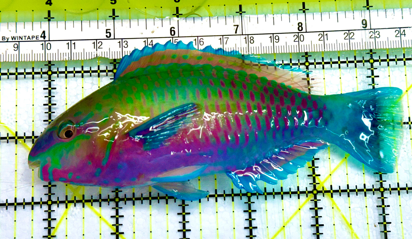 Princess Parrotfish PPF041601 WYSIWYG Size: XL 5.5"  Approx