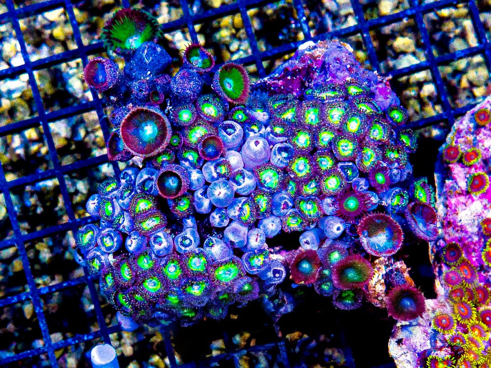 Ultra Zoa Mother Colony UZMC092501 WYSIWYG