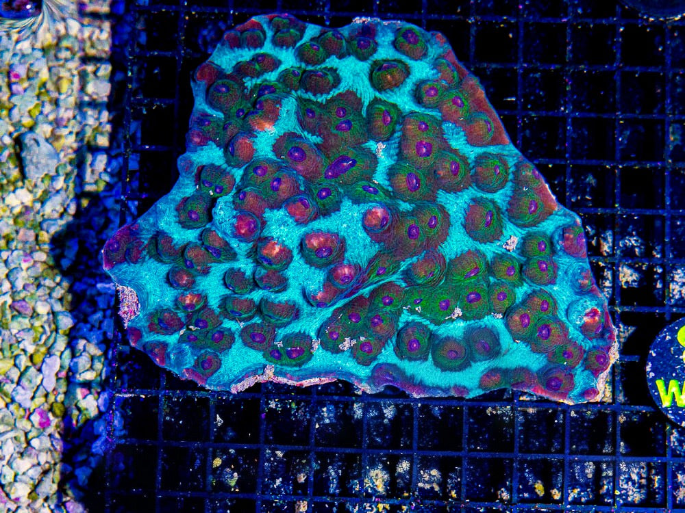 Aussie Ultra Mycedium Mother Colony AUMMC092501 WYSIWYG
