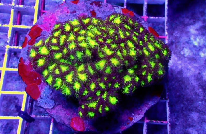 Aquacultured Neon Blastomussa Merletti Mother Colony(Hand Picked Vibrant Color)ANBMMC092501 WYSIWYG