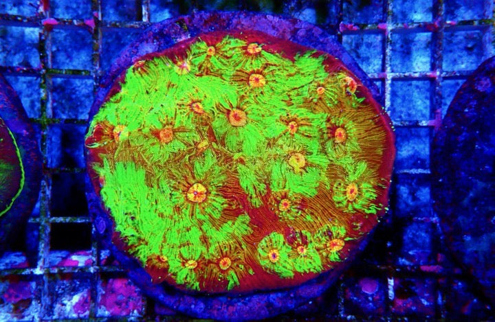Aquacultured Ultra Chalice Mother Colony(Hand Picked Vibrant Color)AUCMC092501 WYSIWYG
