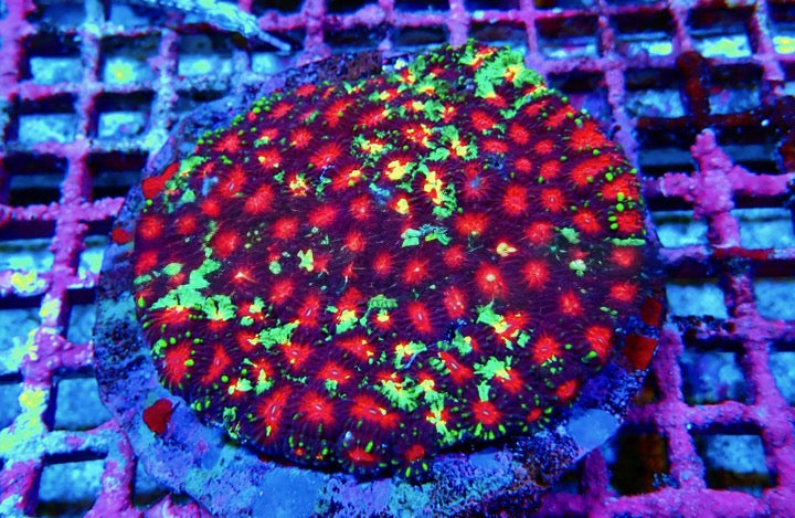 Super Bright Aquacultured Ultra Favia Mother Colony (Hand Picked Vibrant Color) SBAUFMC092501 WYSIWYG