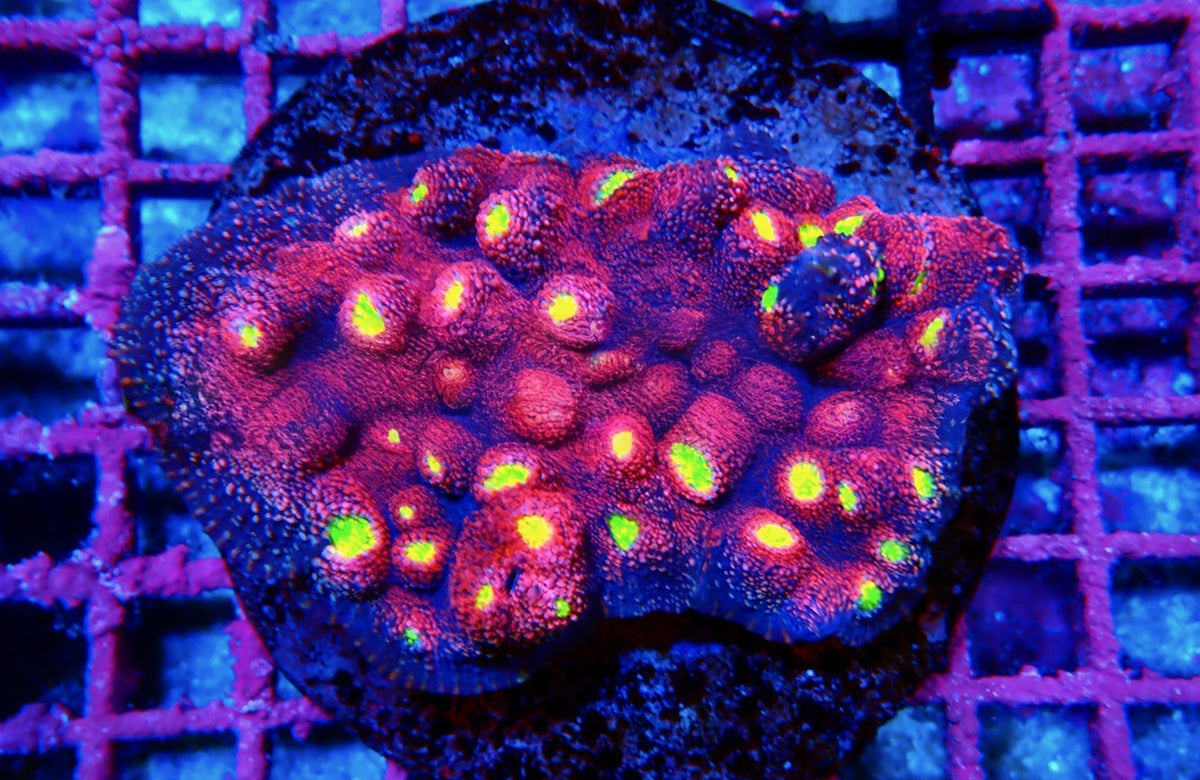 Aquacultured Ultra Chalice Mother Colony (Hand Picked Vibrant Color) AUCMC092502 WYSIWYG