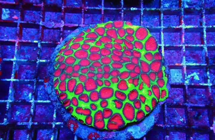 Super Bright Aquacultured Ultra Favia Mother Colony (Hand Picked Vibrant Color) SBAUFMC092504 WYSIWYG
