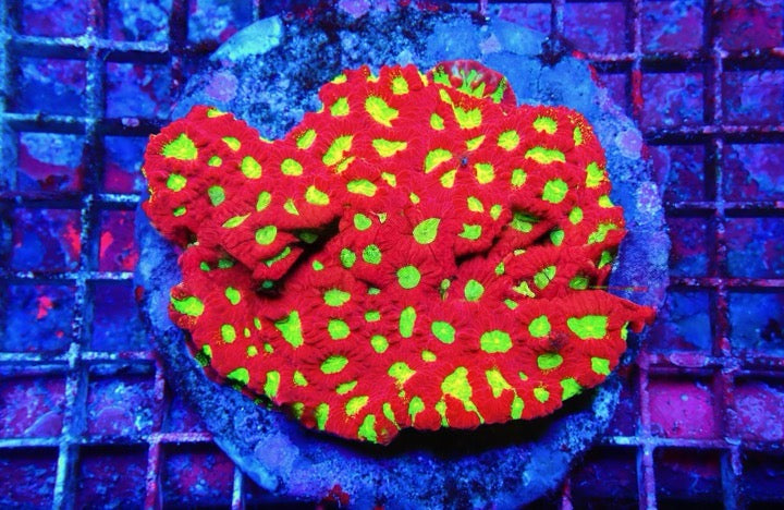 Super Bright Aquacultured Ultra Favites Mother Colony(Hand Picked Vibrant Color)SBAUFMC092505 WYSIWYG