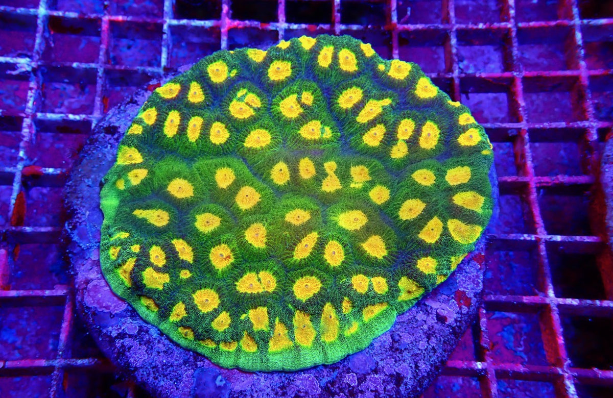 Super Bright Aquacultured Ultra Favia Mother Colony(Hand Picked Vibrant Color)SBAUFMC092506 WYSIWYG