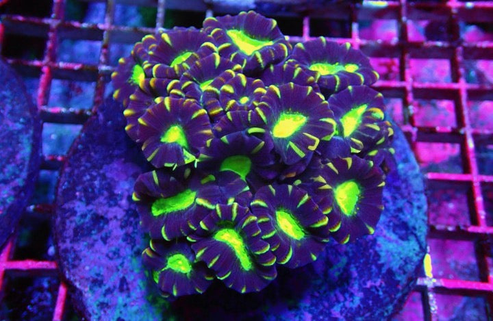 Aquacultured Neon Candycane Mother Colony(Hand Picked Vibrant Color)ANCMC092506 WYSIWYG